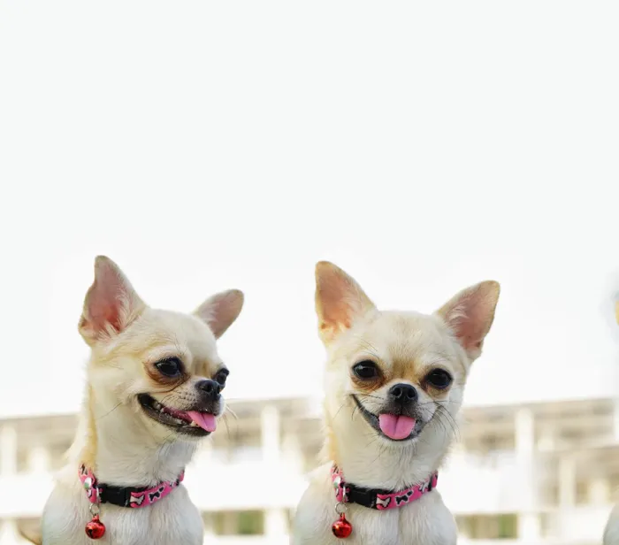 Chihuahua Puppies for Sale image