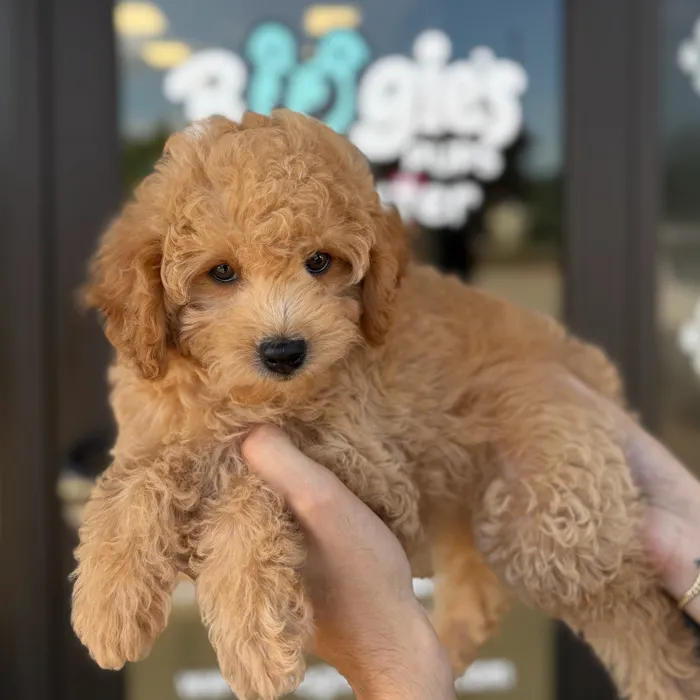 Female Cavapoo puppy named Nuve for sale at Boogie's Pup Lancaster.