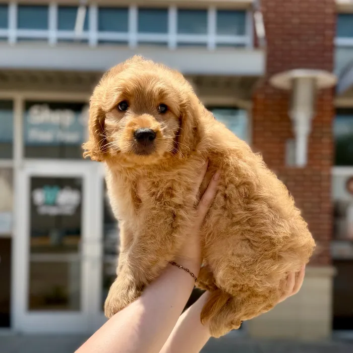 Male Goldendoodle puppy named Larry for sale at Boogies Pup's Grapevine.