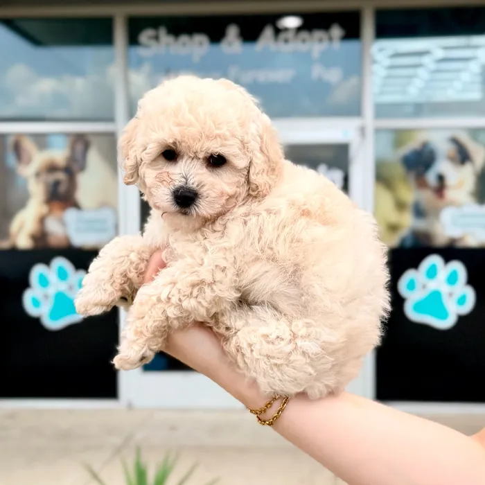 Male Mini Poodle puppy named Charlie for sale at Boogies Pup's Grapevine.