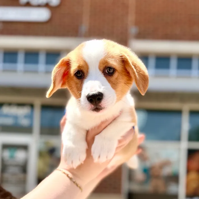 Female Pembroke Welsh Corgi puppy named Penny for sale at Boogies Pup's Grapevine.
