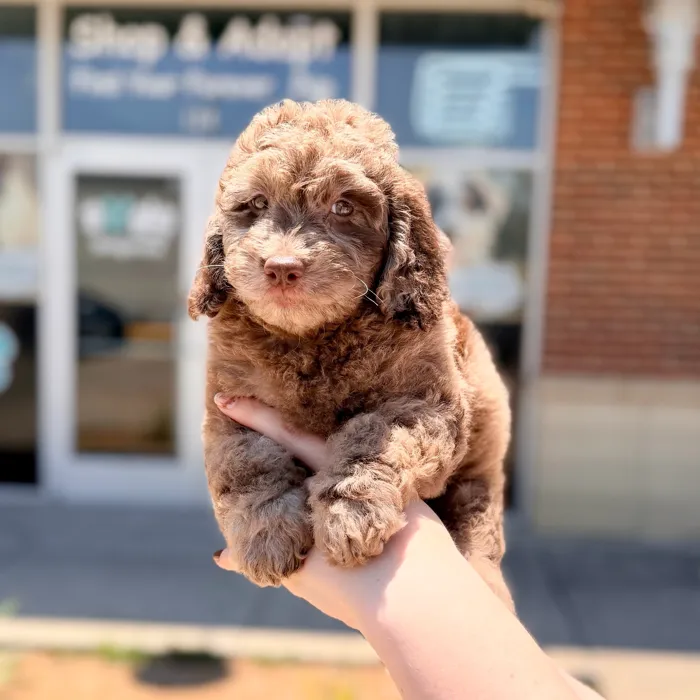 Female Mini Goldendoodle puppy named Jewel for sale at Boogies Pup's Grapevine.