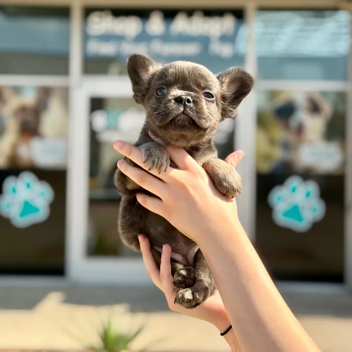 Female Fluffy French Bulldog puppy named Lucy for sale at Boogies Pup's Grapevine.