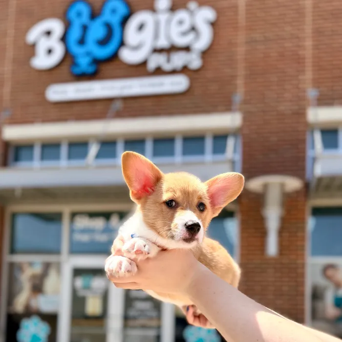 Male Pembroke Welsh Corgi puppy named Nugget for sale at Boogies Pup's Grapevine.