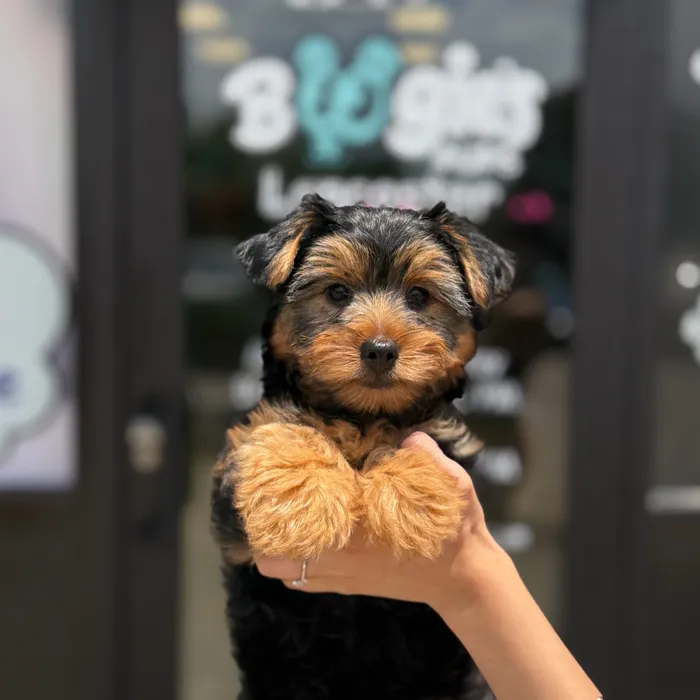 Female Yorkie puppy named Lazy for sale at Boogie's Pup Lancaster.