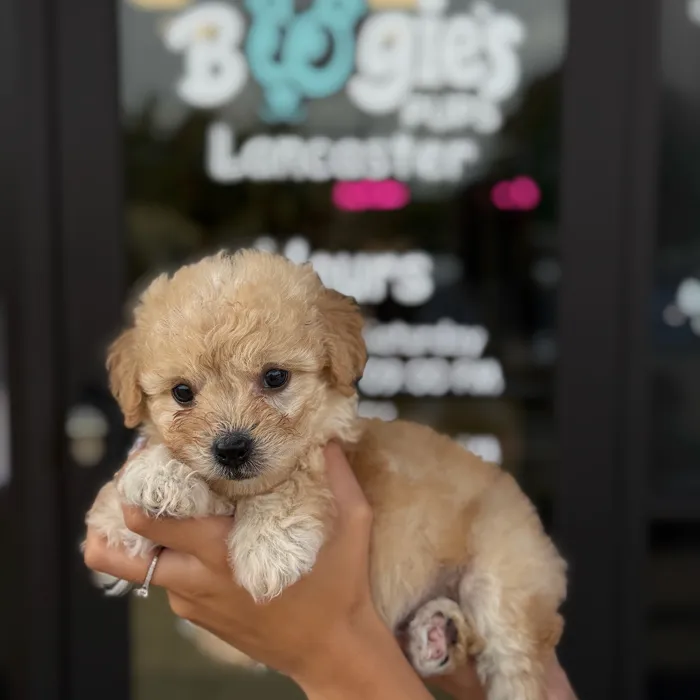 Female Toy Poodle puppy named Paris for sale at Boogie's Pup Lancaster.