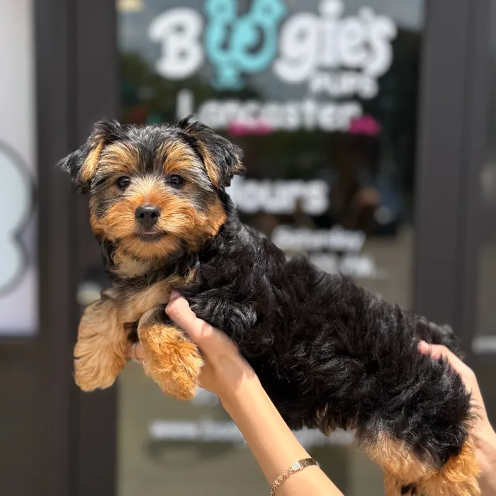 Female Yorkie puppy named Lazy for sale at Boogie's Pup Lancaster.