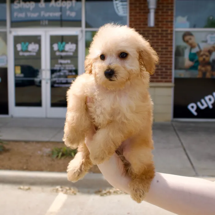 Male Cockapoo puppy named Fred for sale at Boogies Pup's Grapevine.