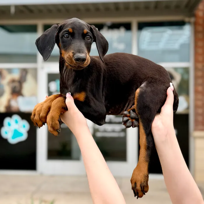 Male Doberman Pinscher puppy named Titan for sale at Boogies Pup's Grapevine.