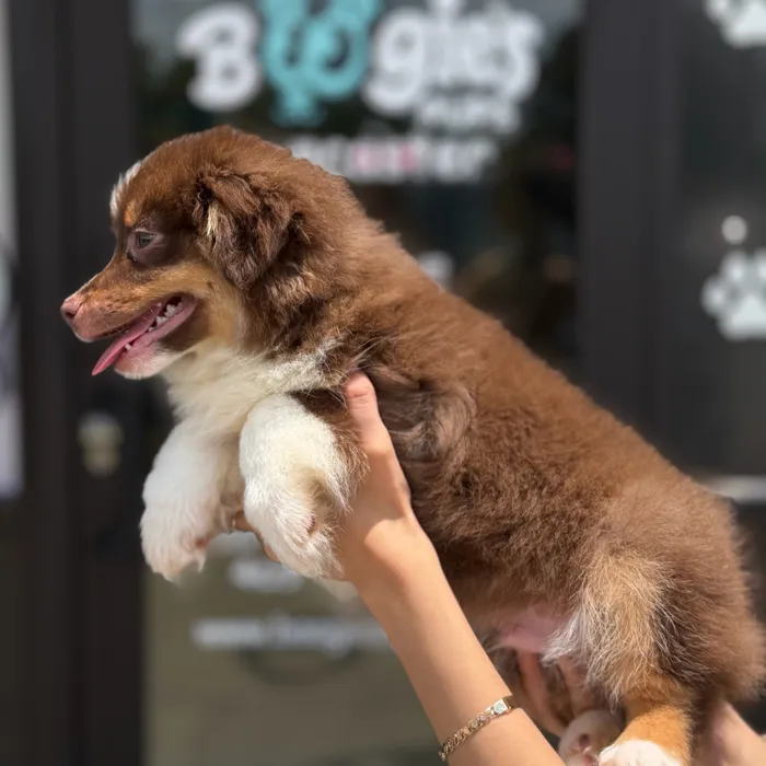 Male Toy Aussie puppy named Aspem for sale at Boogie's Pup Lancaster.