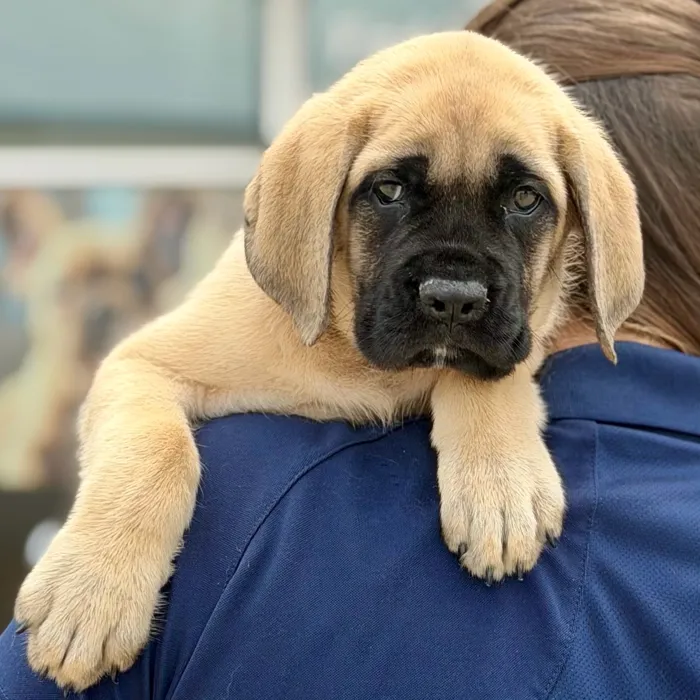 Female English Mastiff puppy named Marmalade for sale at Boogies Pup's Grapevine.