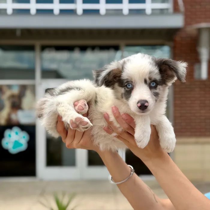 Male Mini Aussie puppy named Blaze for sale at Boogies Pup's Grapevine.
