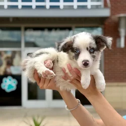 Male Mini Aussie puppy named Blaze for sale at Boogies Pup's Grapevine.