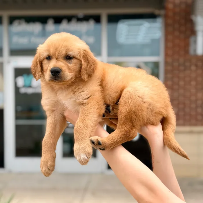 Male Golden Retriever puppy named Goldenrod for sale at Boogies Pup's Grapevine.