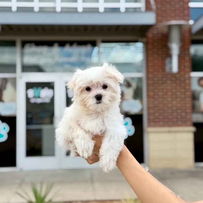 Female Maltese puppy named Spring for sale at Boogies Pup's Grapevine.