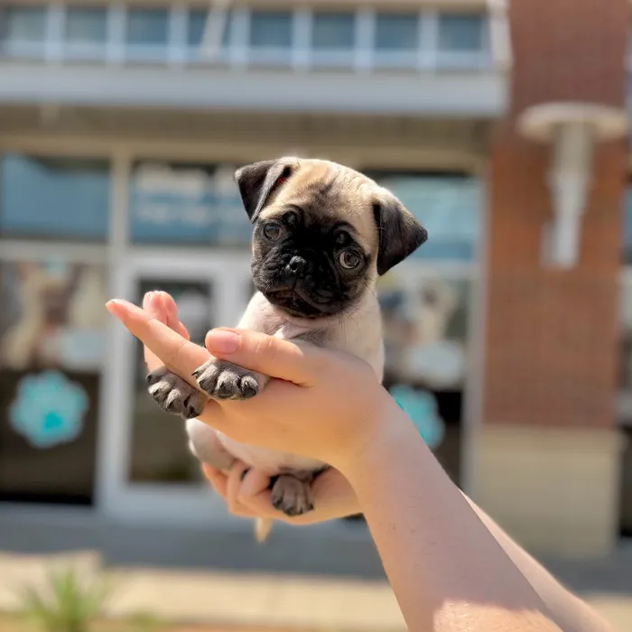 Male Pug puppy named Calvin for sale at Boogies Pup's Grapevine.