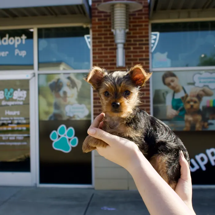 Male Yorkie puppy named Bentley for sale at Boogies Pup's Grapevine.