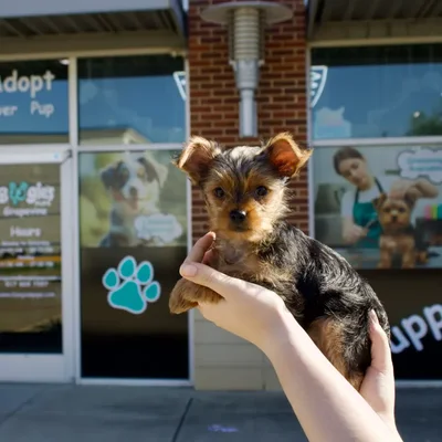 Male Yorkie puppy named Bentley for sale at Boogies Pup's Grapevine.