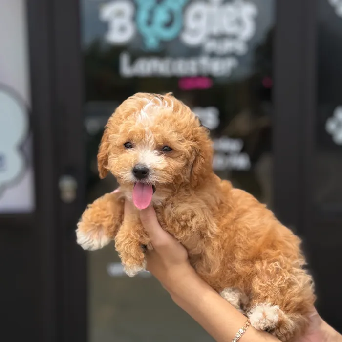 Male Toy Poodle puppy named Lucas for sale at Boogie's Pup Lancaster.
