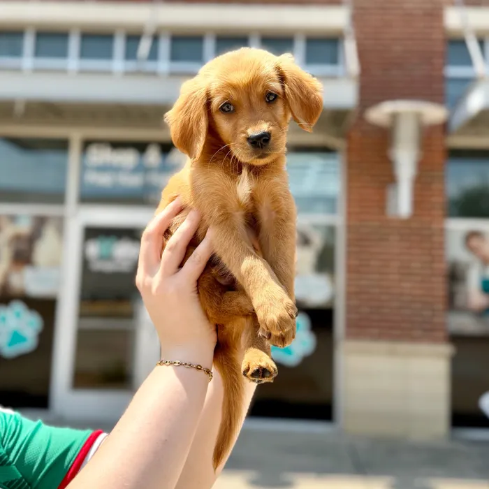 Male Golden Retriever puppy named Topaz for sale at Boogies Pup's Grapevine.