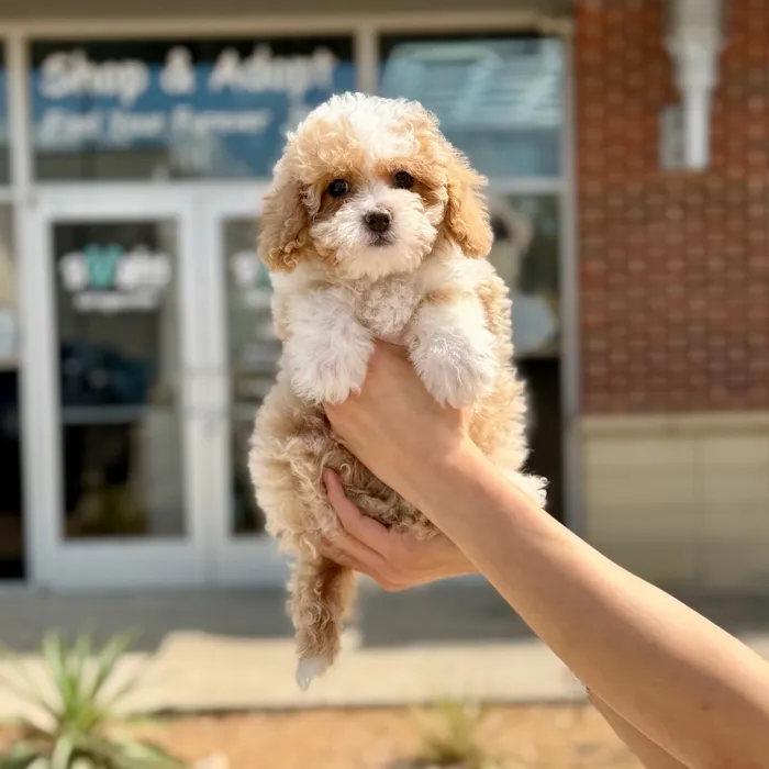 Female Maltipoo puppy named Chloe for sale at Boogies Pup's Grapevine.