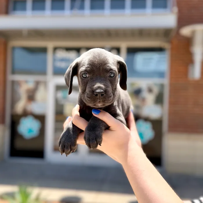 Male Cane Corso puppy named Zeus for sale at Boogies Pup's Grapevine.