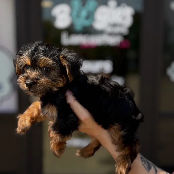 Male Yorkie puppy named Bear for sale at Boogie's Pup Lancaster.