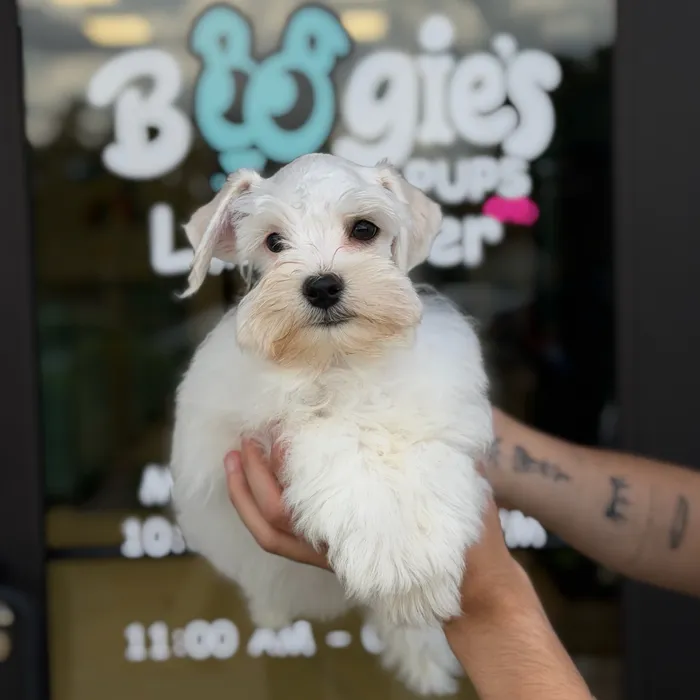 Male Schnoodle puppy named Noah for sale at Boogie's Pup Lancaster.