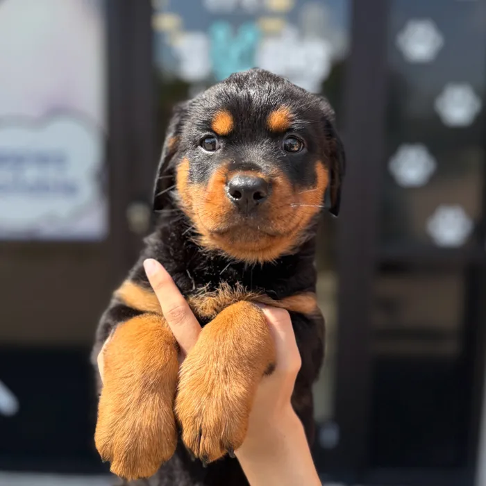 Female Rottweiler puppy named Chicago for sale at Boogie's Pup Lancaster.