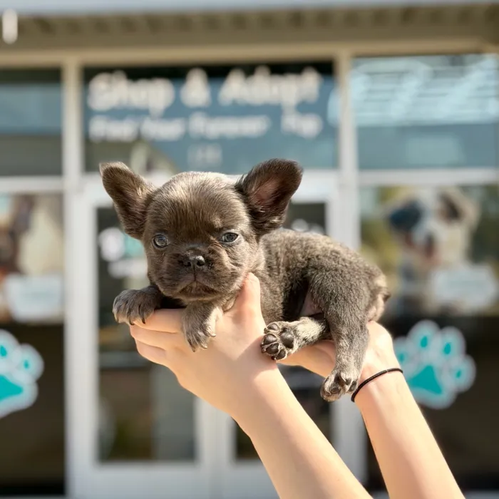 Female Fluffy French Bulldog puppy named Lucy for sale at Boogies Pup's Grapevine.