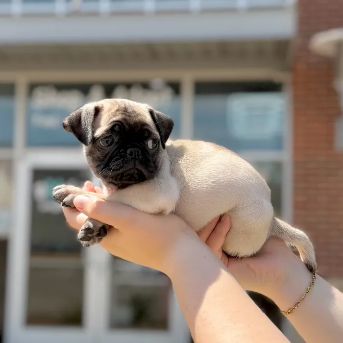 Male Pug puppy named Calvin for sale at Boogies Pup's Grapevine.