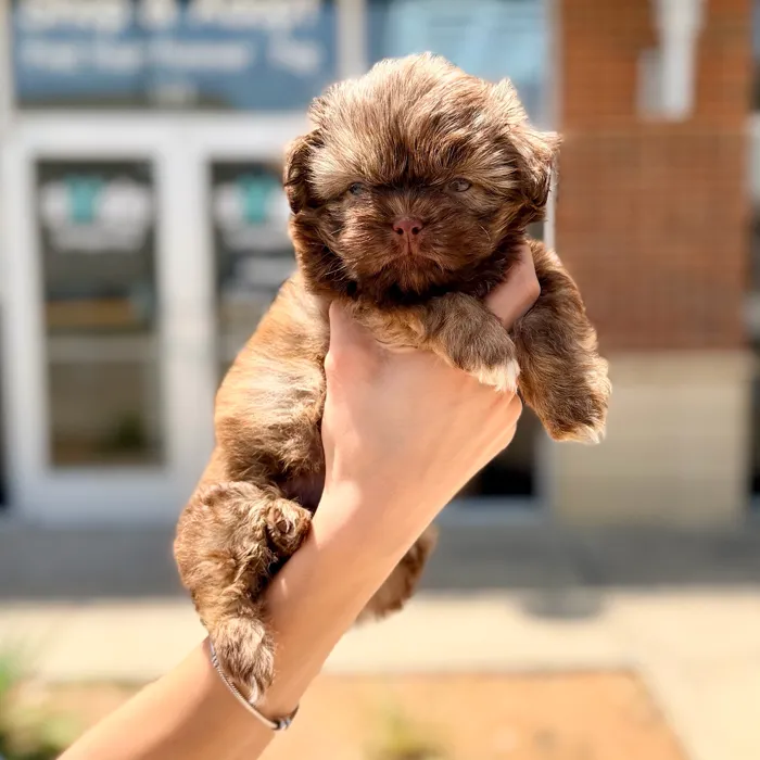 Male Shih Tzu puppy named Teddy for sale at Boogies Pup's Grapevine.