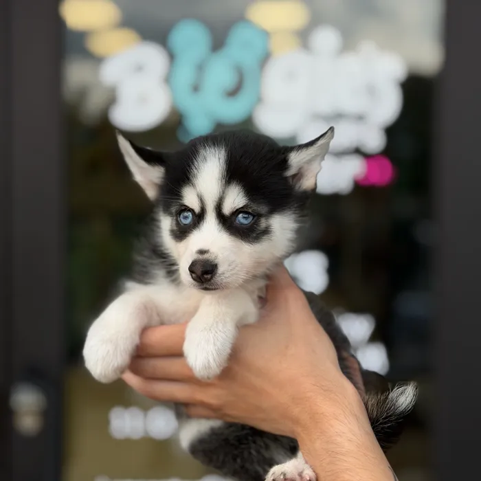 Male Pomsky puppy named Harley for sale at Boogie's Pup Lancaster.