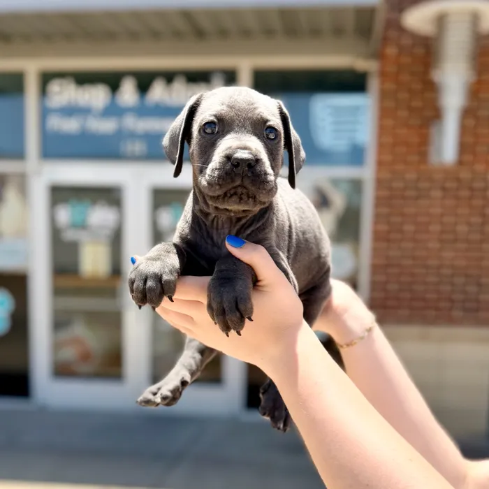 Male Cane Corso puppy named Tyson for sale at Boogies Pup's Grapevine.