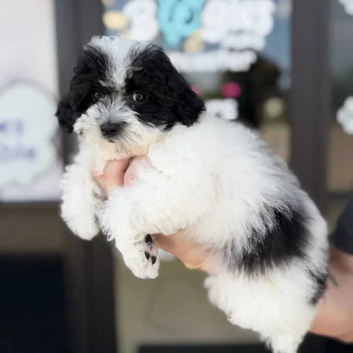 Female Maltipoo puppy named Coco for sale at Boogie's Pup Lancaster.