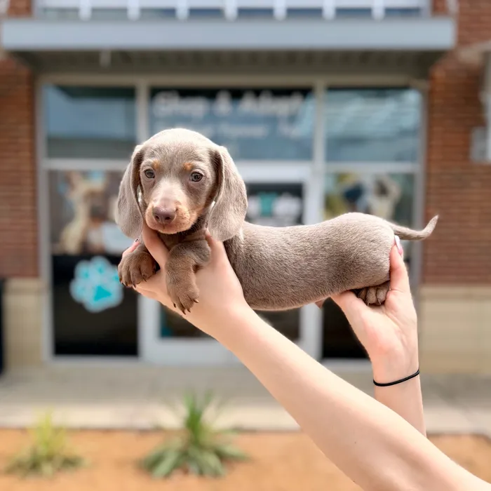 Male Mini Dachshund puppy named Lavi for sale at Boogies Pup's Grapevine.