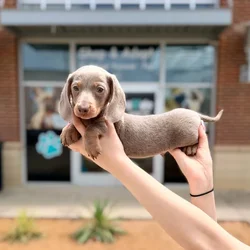 Male Mini Dachshund puppy named Lavi for sale at Boogies Pup's Grapevine.