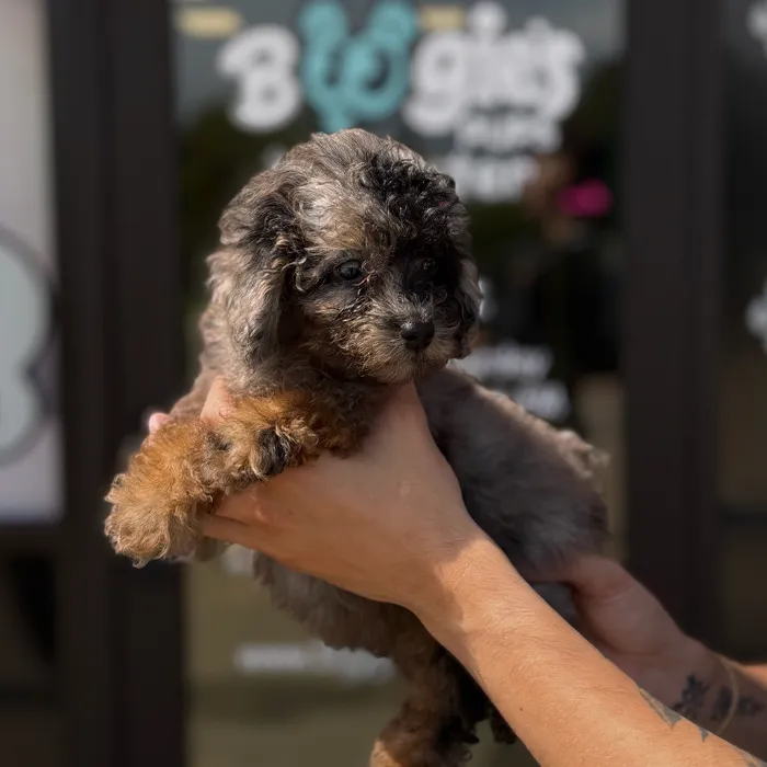 Male Mini Poodle puppy named Max for sale at Boogie's Pup Lancaster.