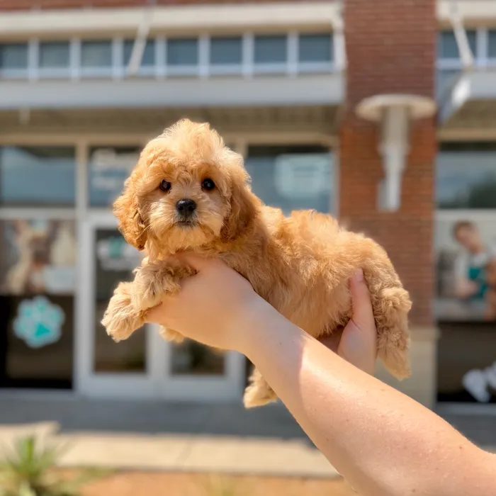 Female Cavapoo puppy named Amber for sale at Boogies Pup's Grapevine.