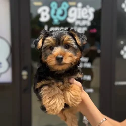 Female Yorkie puppy named Lazy for sale at Boogie's Pup Lancaster.