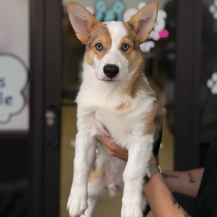 Male Pembroke Welsh Corgi puppy named Prince for sale at Boogie's Pup Lancaster.