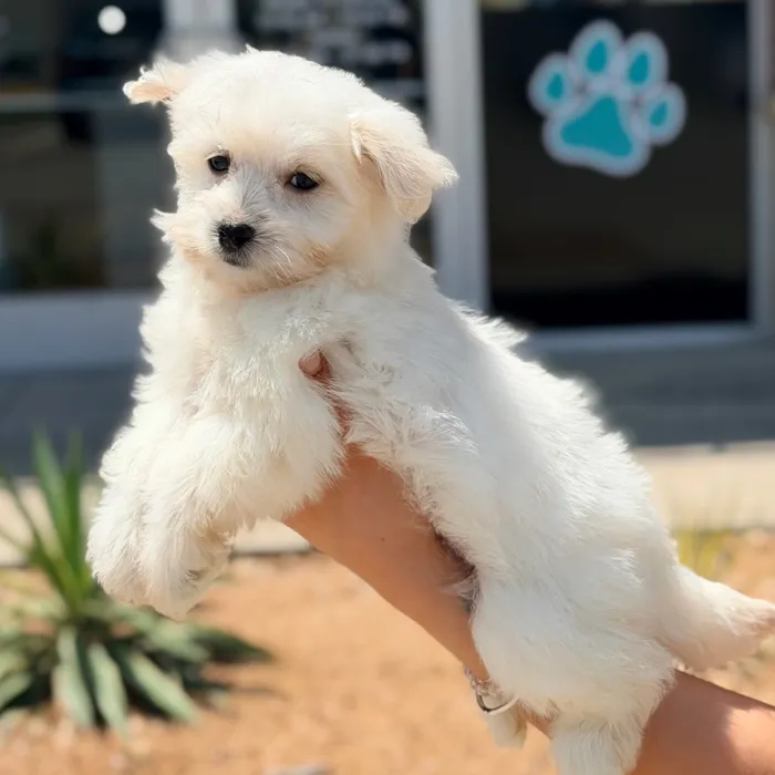 Male Maltipoo puppy named Frosty for sale at Boogies Pup's Grapevine.