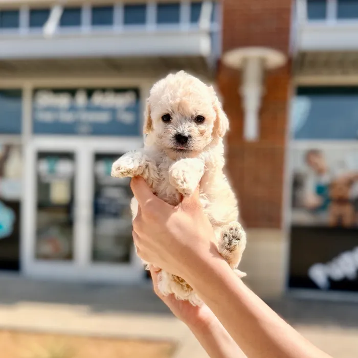 Male Toy Poodle puppy named Julius for sale at Boogies Pup's Grapevine.