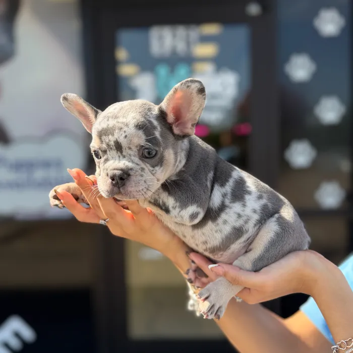Male French Bulldog puppy named Chacho for sale at Boogie's Pup Lancaster.