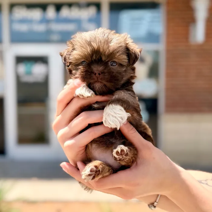 Female Shih Tzu puppy named Mocha for sale at Boogies Pup's Grapevine.
