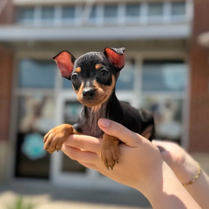 Female Min Pin puppy named Amethyst for sale at Boogies Pup's Grapevine.