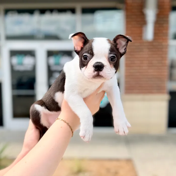 Male Boston Terrier puppy named Cosmo for sale at Boogies Pup's Grapevine.