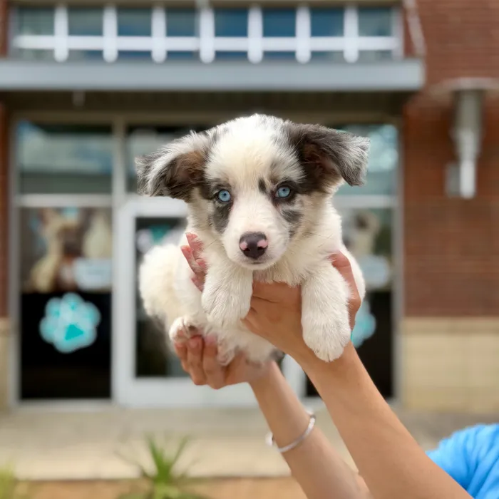 Male Mini Aussie puppy named Blaze for sale at Boogies Pup's Grapevine.