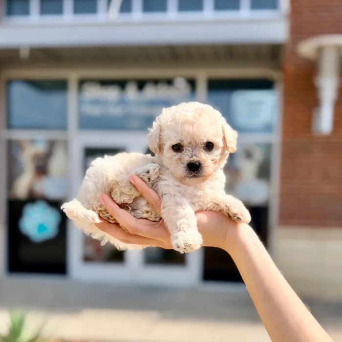 Female Toy Poodle puppy named Diamond for sale at Boogies Pup's Grapevine.