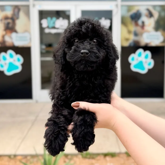 Male Mini Bernedoodle puppy named Ares for sale at Boogies Pup's Grapevine.